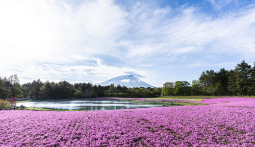 芝桜@富士本栖湖　弾丸旅行